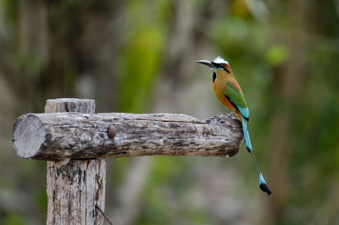 Turquoise-browed motmot perched