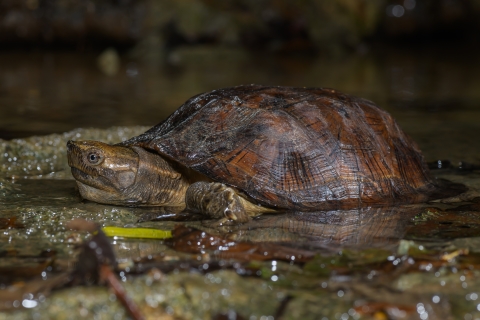 Close-up of an Oldham's leaf turtle resting in a small pool of water.