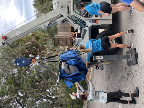 The team uses a crane to hoist the manatee called Romeo from his pool and safely transfer him to the awaiting truck.