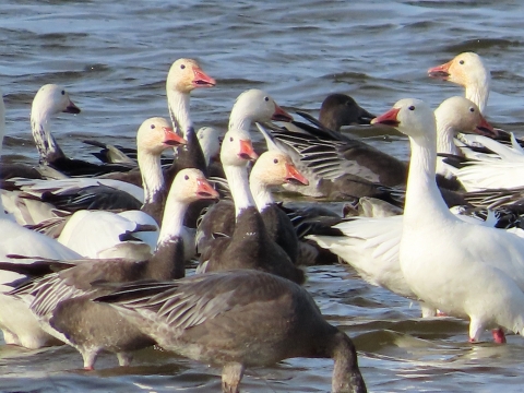 A flock of white and blue snow geese stand in shallow water.