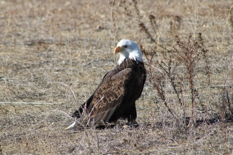 Bald eagle