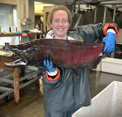 Service intern, Kathleen Gerard, holding an adult male coho salmon in the Makah National Fish Hatchery spawning room.