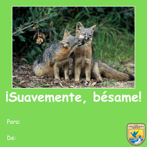 Gráfico de una tarjeta verde del Día de San Valentín con una foto de dos zorros isleños (Urocyon littoralis). Texto debajo que lee ¡Suavemente, bésame!” y “para y de.” Logotipo del Servicio para Peces y Vida Silvestre de los Estados Unidos (USFWS) en la esquina inferior derecha.