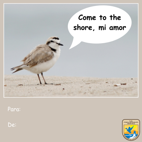 Gráfico de una tarjeta café del Día de San Valentín con una foto de un chorlo nevado (Charadrius nivosus) en la playa diciendo “come to the shore, mi amor” y “para y de.” Logotipo del Servicio para Peces y Vida Silvestre de los Estados Unidos (USFWS) en la esquina inferior derecha.