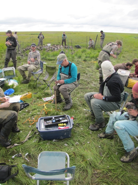 Biologists put collars and bands on cackling Canada geese outside on the Yukon-Kuskokwim Delta National Wildlife Refuge, Alaska