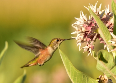 A pink and green humming bird with rapidly flapping wings pokes it's nose into a flower to collect nectar