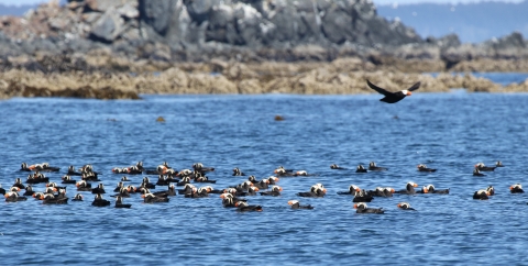 tufted puffins along the shore of Kodiak National Wildlife Refuge
