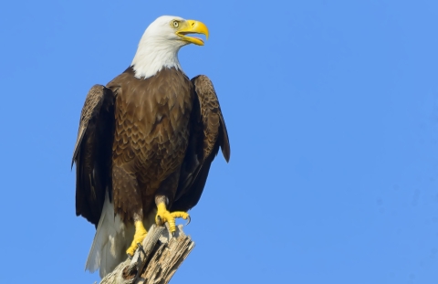 A bald eagle perches on a tree.