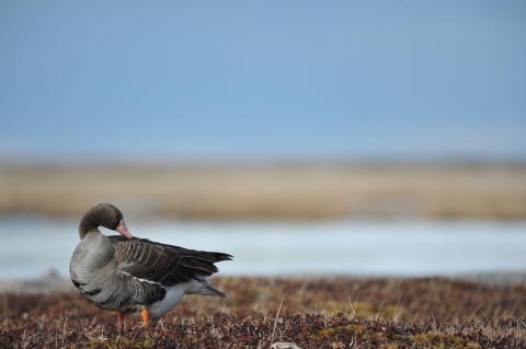 White-fronted Goose