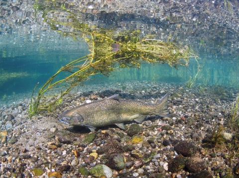 Adult Chinook Salmon swimming in McAllister Springs in WA State