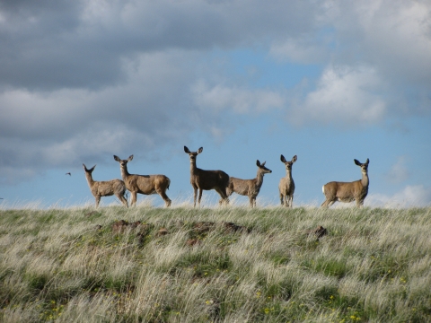 six mule deer on a grassy knoll with blue sky and clouds above