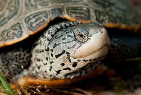 Close up view of the face of a diamondback terrapin