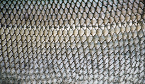 sheefish scales