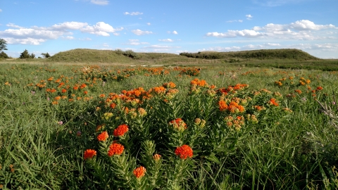 Orange butterfly milkweed on Kirwin National Wildlife Refuge