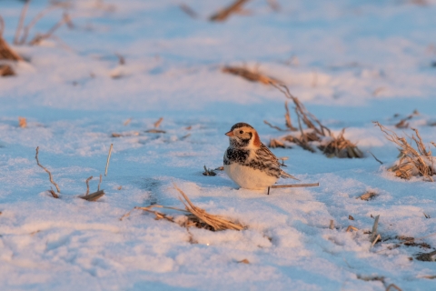 Lapland longspur in the snow