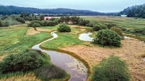 Scenic wetland area with meandering water ways, trees, shrubs, and gasses intermixed