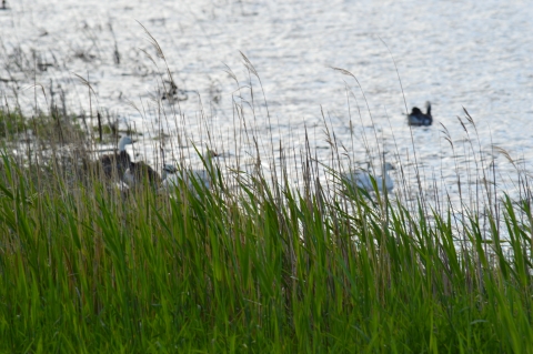 Snow Geese on Sand Lake NWR
