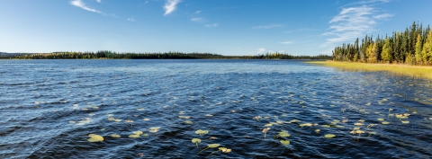 northern lake with fall colors and spruce