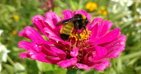 American Bumblebee