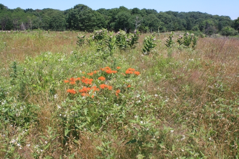 Butterfly weed in full bloom 