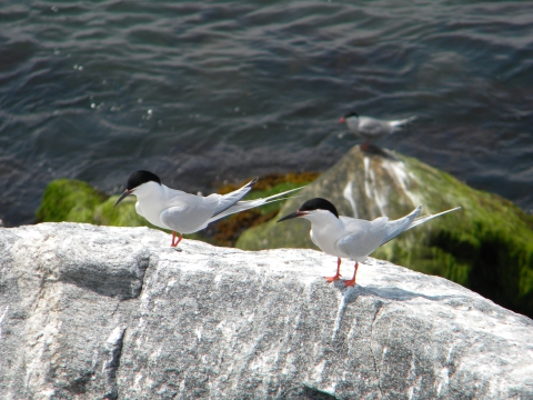 An image of roseate terns on the coast