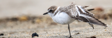 The small bird stands on one leg while stretching its other leg and a wing behind.