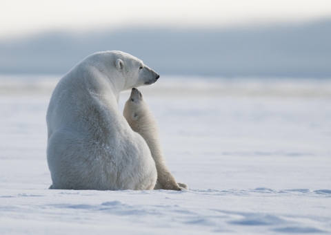 A polar bear sow and cub at Arctic National Wildlife Refuge, where melting sea ice threatens their existence.