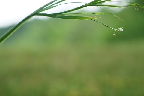 Green plant with a small white flower