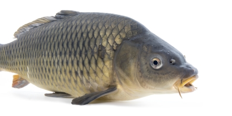 A large round fish with grey and yellowish scales. The fish is photographed against a white backdrop.