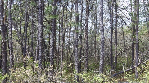 A forested area