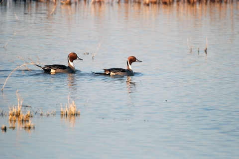 Two ducks with reddish-brown heads, dark bodies, and long pointed tails swim together through open water between marsh plants. 