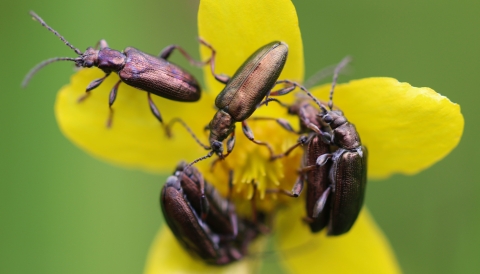 beetles on buttercup