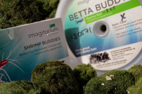 Zebra mussels on moss balls in front of Betta Buddies and Shrimp Buddies packaging