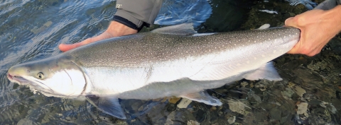 a big silver colored fish