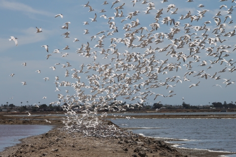 Many terns flying from levee on salt pond