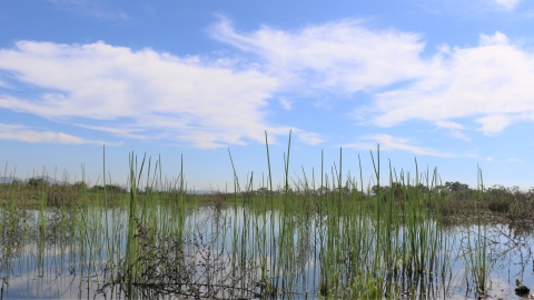 Vernal pool with some tall grasses and a blue sky in background