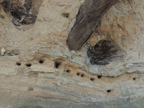 Bank Swallow nests in a cliff on the banks of Witten Towhead