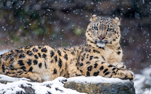 Snow Leopard