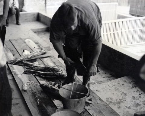 Black and white photo of a man bent over, pressing milt from a male salmon into a metal bucket. 5 or 6 other fish lie on boards on the ground behind him.