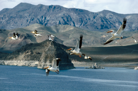 A group of large, white pelicans fly over a lake surrounded by desert mountains. 
