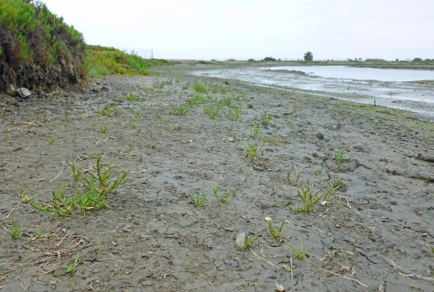 Pickleweed growing in salt pond during low tide