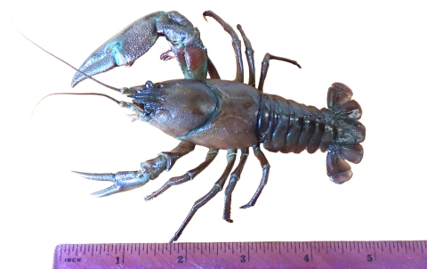 a crayfish next to a ruler