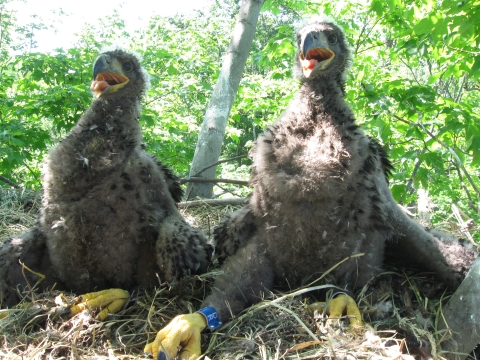 Two young eagles in the nest