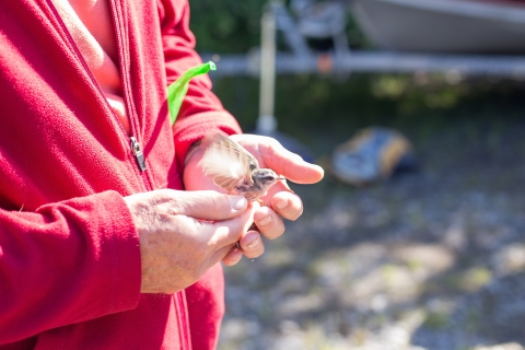 close up of hands releasing a small bird
