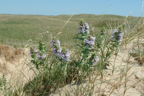 Blowout penstemon in Sandhills