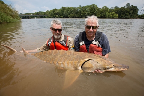 Gulf sturgeon being released post capture