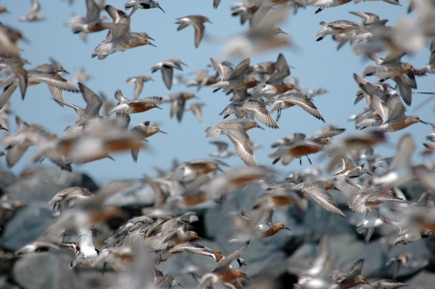 Flock of birds taking off into blue skies 