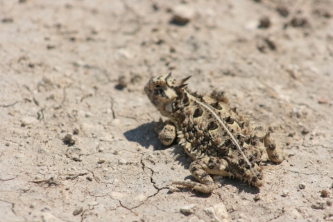 Texas Horned Lizard at Optima NWR