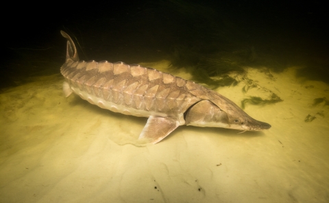 Gulf sturgeon resting on river bottom
