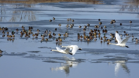 Trumpeter swans taking off from the waters of DeSoto Lake with ducks in the background.